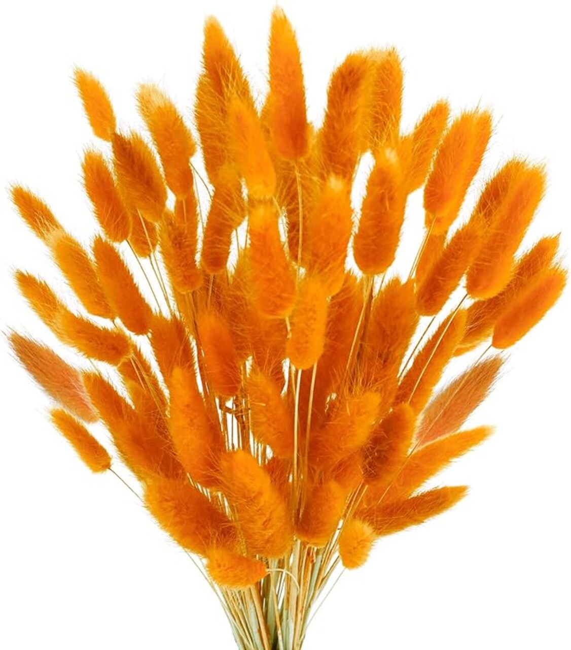 100 Pcs Bunny Tails Dried Flowers, Natural Dried Bunny Tails Grass Dried Lagurus Ovatus Rabbit Tail Grass for Flowers Arrangements DIY Craft Wedding Party Home Table Decor (Orange)
